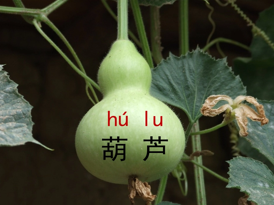 （中小学精品）《我要的是葫芦》课件_第2页