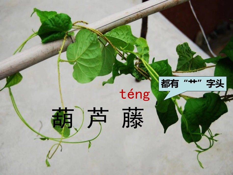 （中小学精品）《我要的是葫芦》课件_第3页