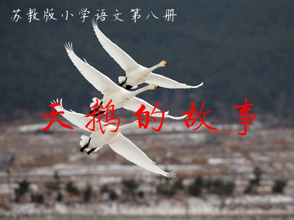 苏教版小学语文第八册《天鹅的故事》第二课时PPT_第1页