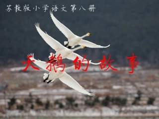 苏教版小学语文第八册《天鹅的故事》第二课时PPT