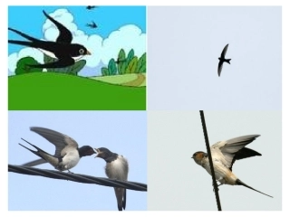 语文版七下郑振铎《海燕》(上课用)