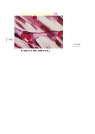 毛细血管中红细胞的单行通过血液流动图MicrosoftWord文档