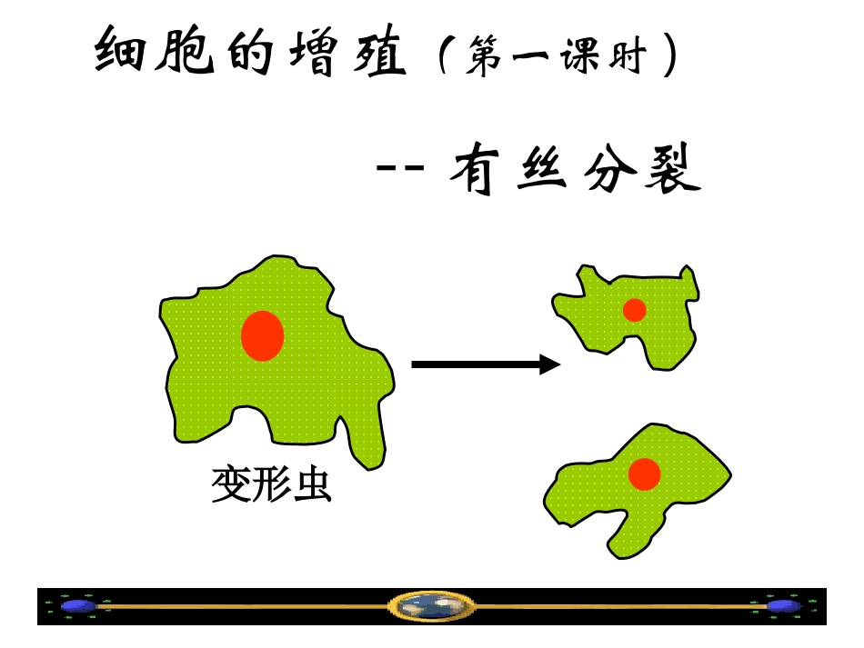 有丝分裂课件_第2页