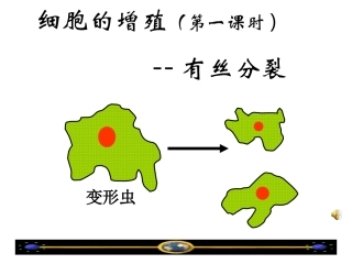 有丝分裂课件