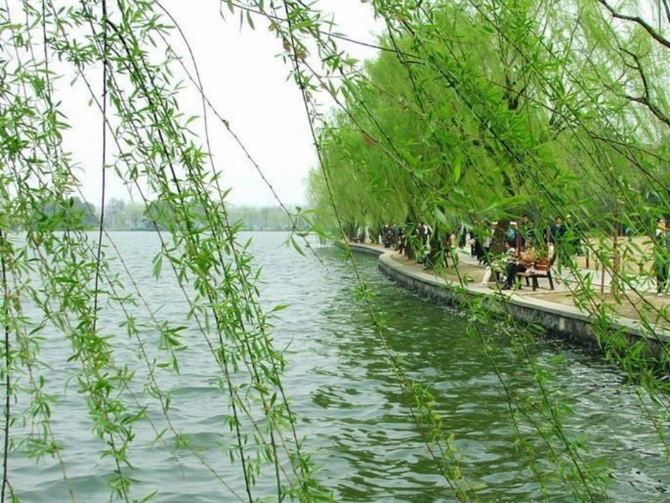 柳树姑娘_图谱_第2页