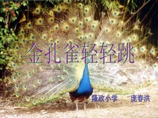 金孔雀轻轻跳_课件