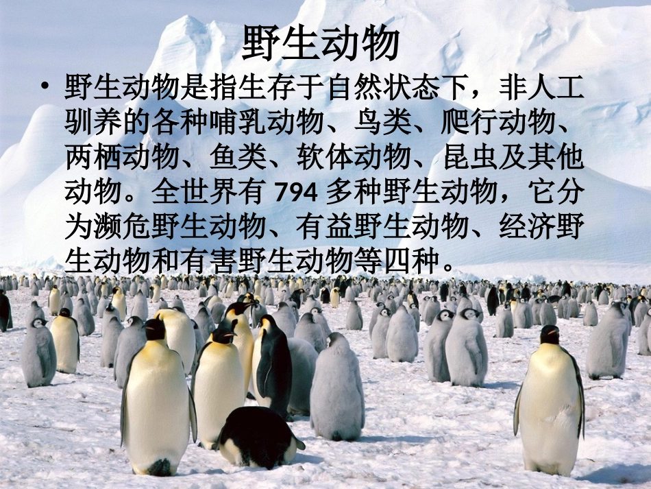 （中小学精品）保护野生动物_第2页