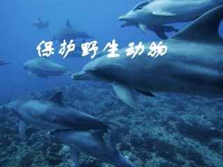 （中小学精品）保护野生动物