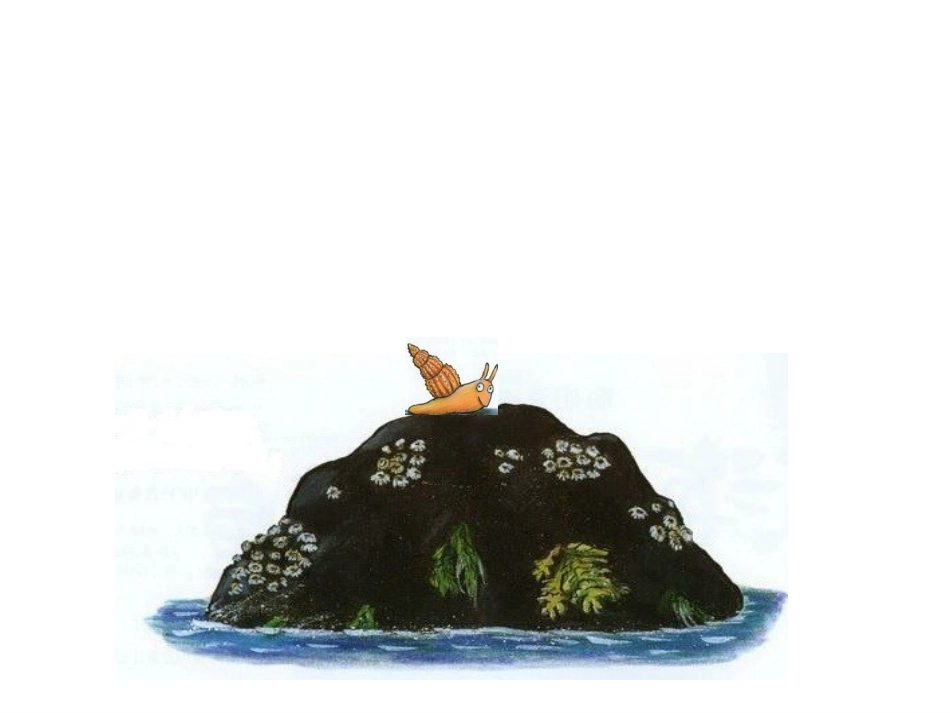 绘本《小海螺和大鲸鱼》_第2页