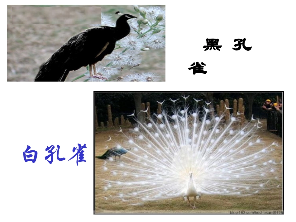 (中小学精品）孔雀轻轻跳_第3页