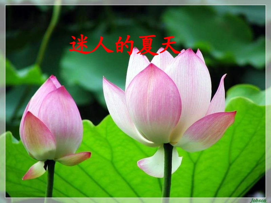 《迷人的夏天》PPT课件_第1页