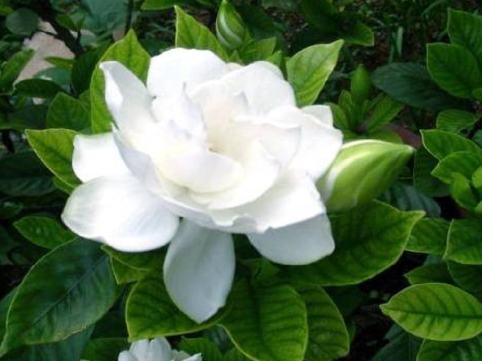 《迷人的夏天》PPT课件_第2页