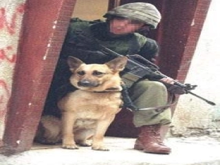 六年级语文军犬黑子