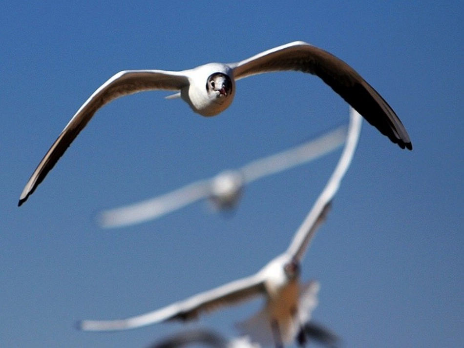 老人与海鸥正式定稿_第3页