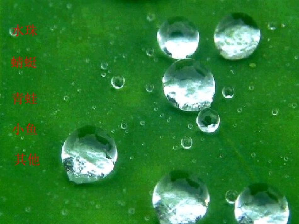 李丽华荷叶圆圆_第2页