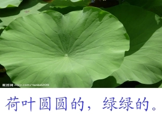 李丽华荷叶圆圆