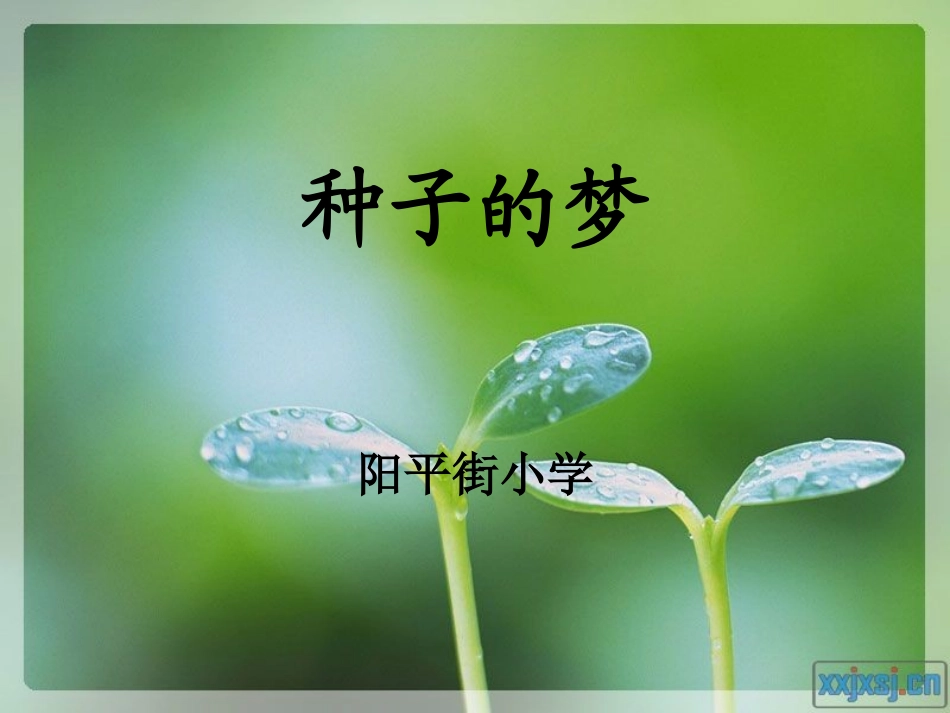 种子的梦课件_第1页