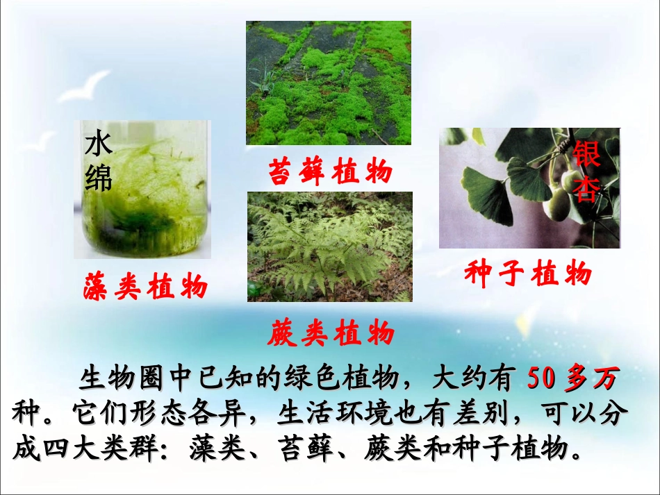 藻类、苔藓、蕨类植物_第3页