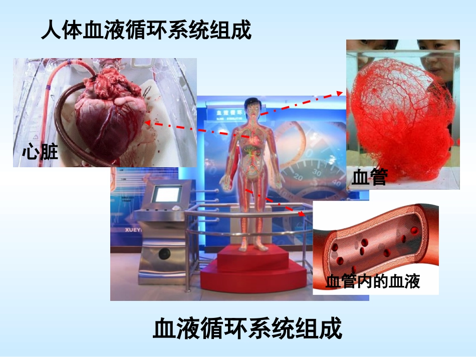 一人体内的血管_第2页