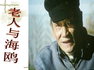 老人与海鸥(第一课时)