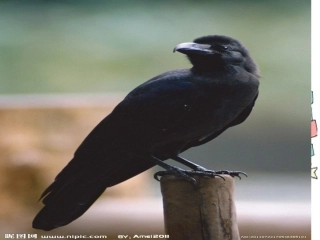乌鸦喝水参赛课件