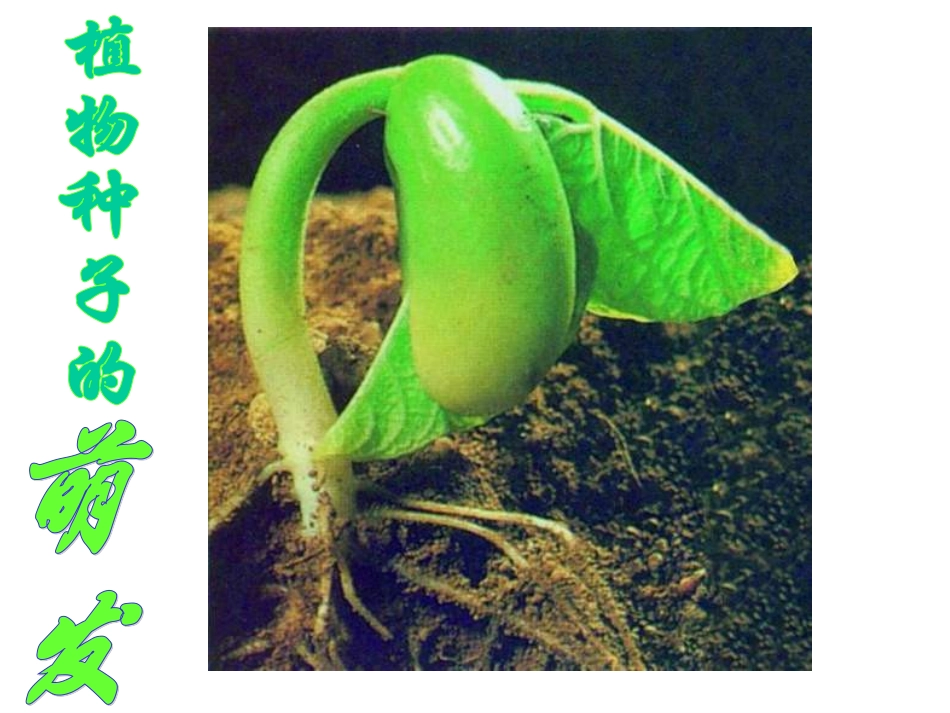 (中小学精品）七年级生物植物种子的萌发_第2页