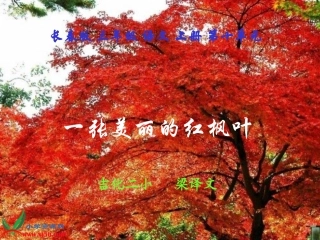 一张美丽的红枫叶_新