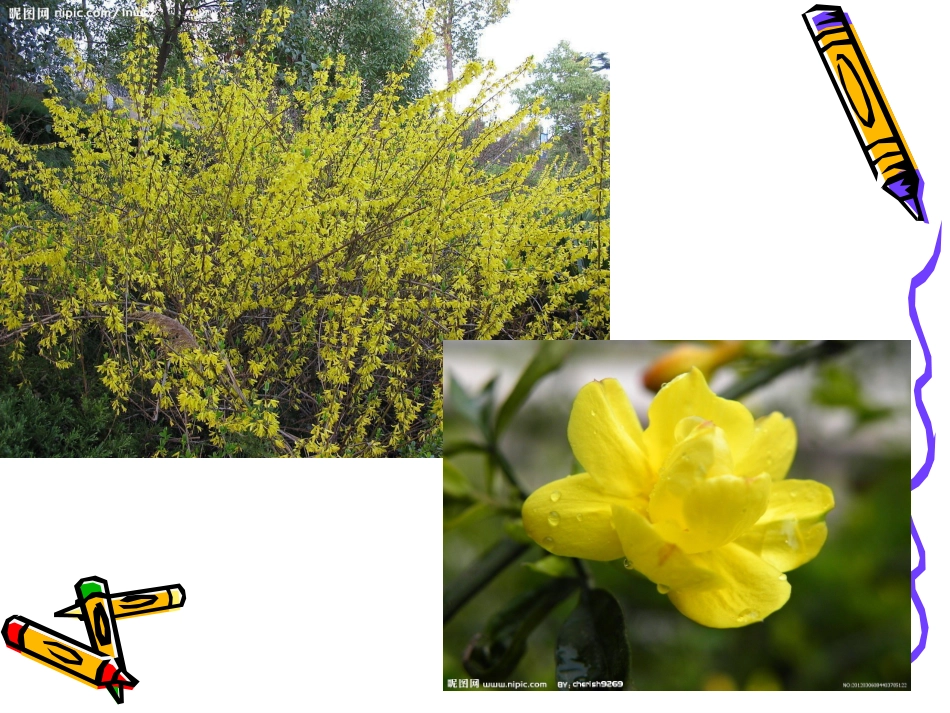 小班儿歌迎春花_第2页