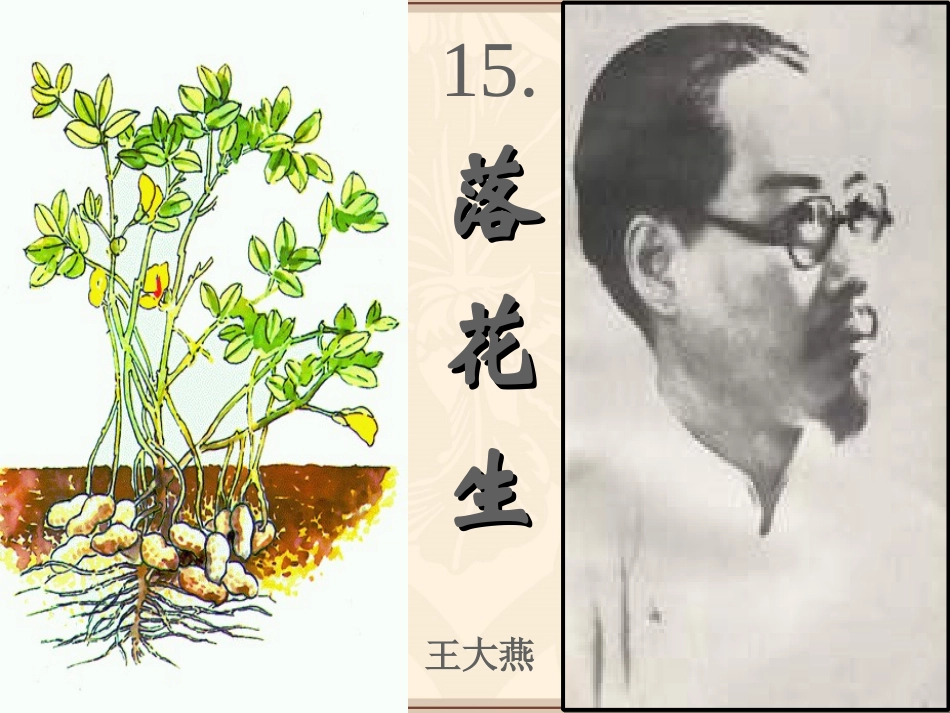 王大燕落花生课件_第1页