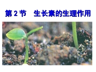 生长素生理作用
