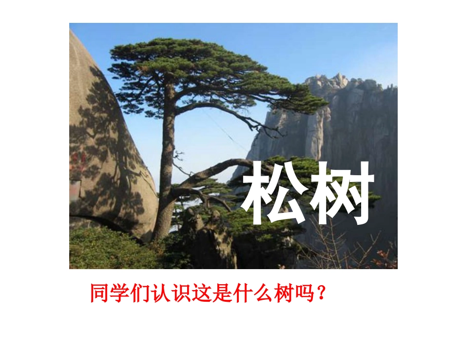 《小松树和大松树》教学课件_第1页