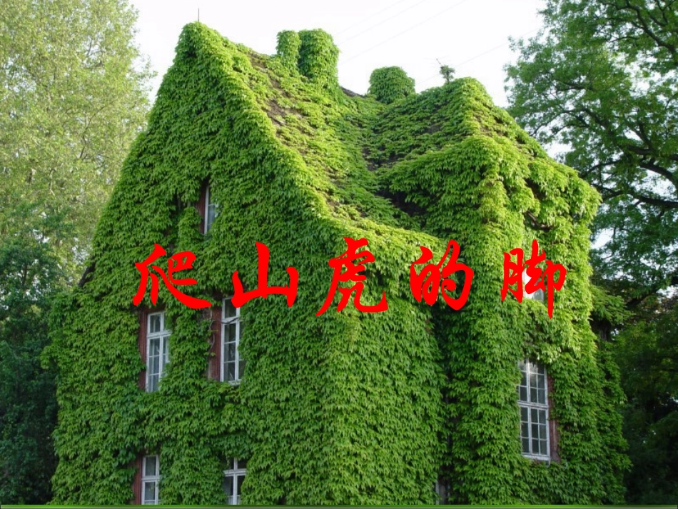 （中小学精品）《爬山虎的脚》_第1页