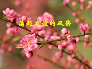 荡起友谊的双桨