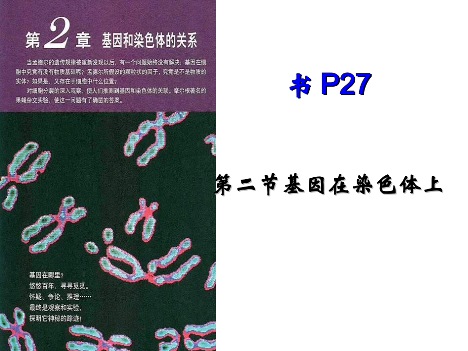 （中小学精品）第二节基因在染色体上_第2页