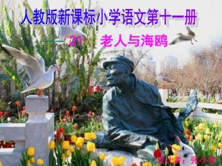 小学语文第十一册《老人与海鸥》教学课件