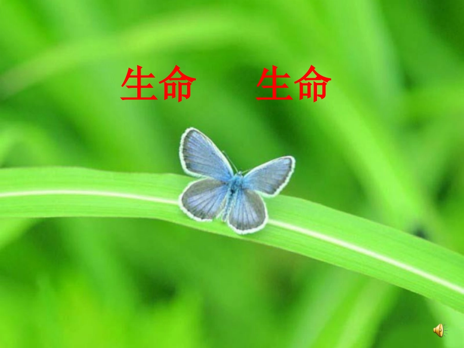 （中小学精品）《生命生命》课件_第2页