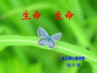（中小学精品）《生命生命》课件