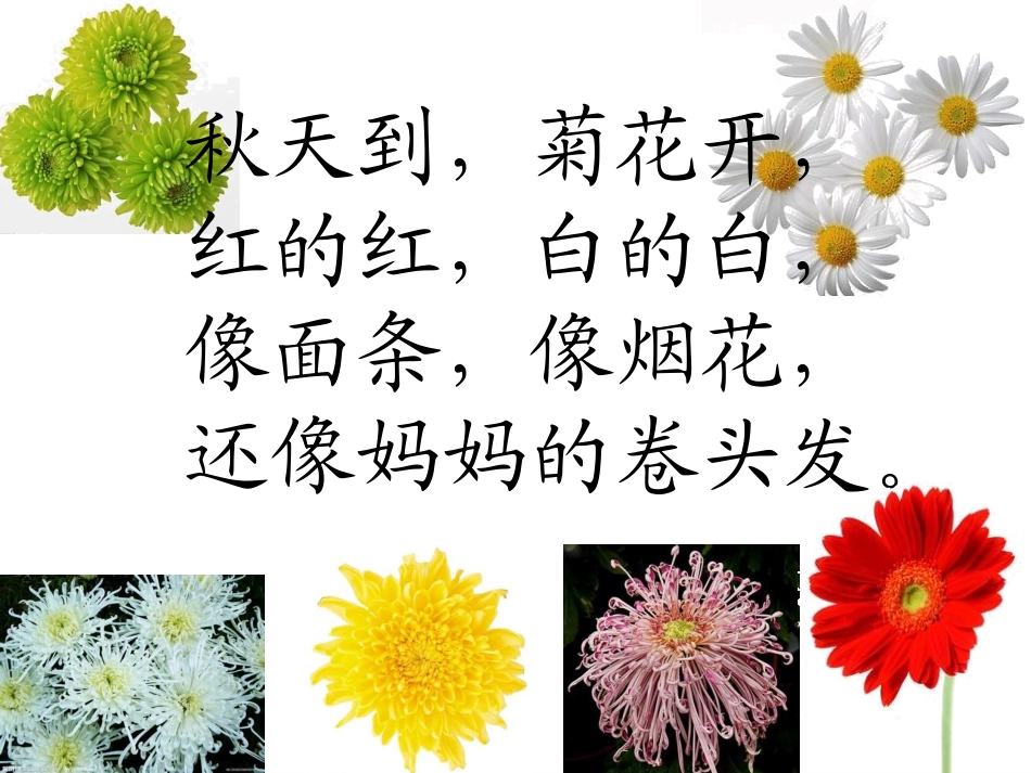 苏教版一年级语文《看菊花》课件_第1页