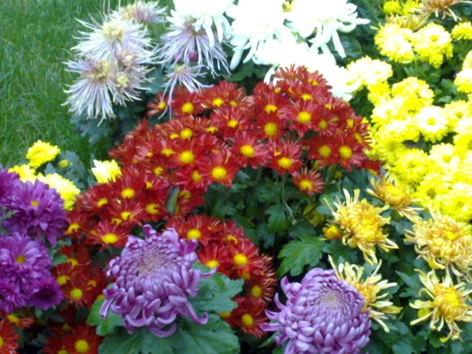 苏教版一年级语文《看菊花》课件_第2页