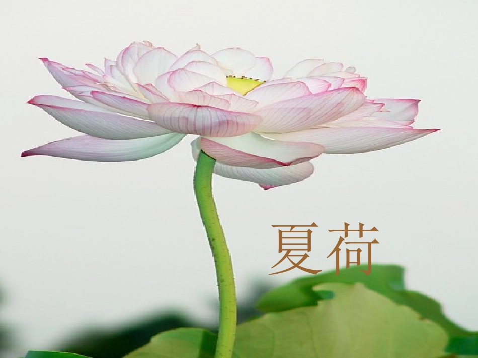 (中小学精品）大自然的语言课件_第3页