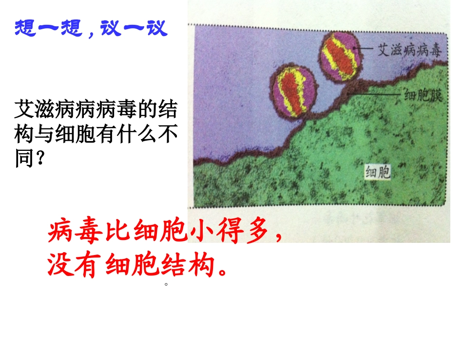 人教版八年级生物上册第五章《病毒》_第3页