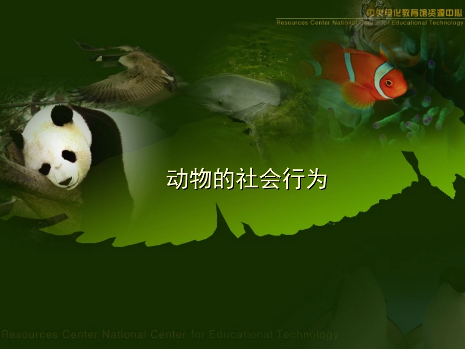 动物的社会行为_第1页