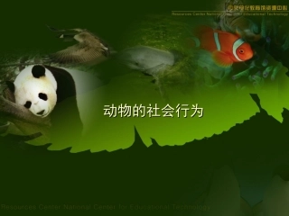 动物的社会行为