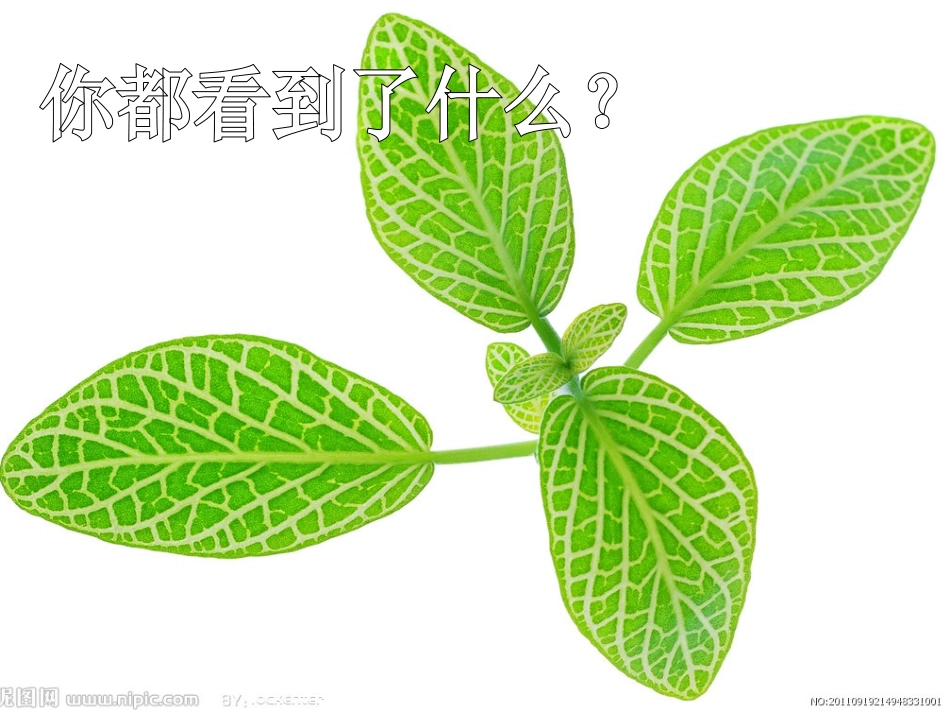 叶子上的小血管_第1页