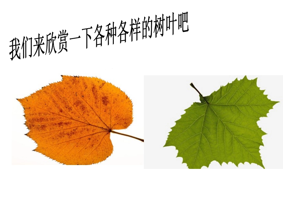 叶子上的小血管_第3页