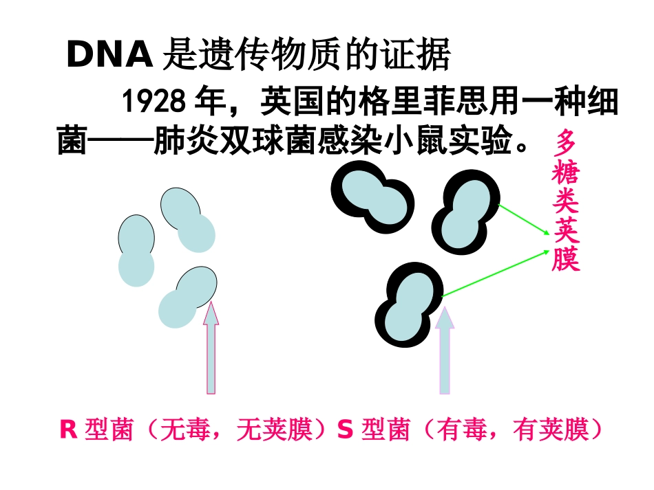 DNA是主要的遗传物质_第2页