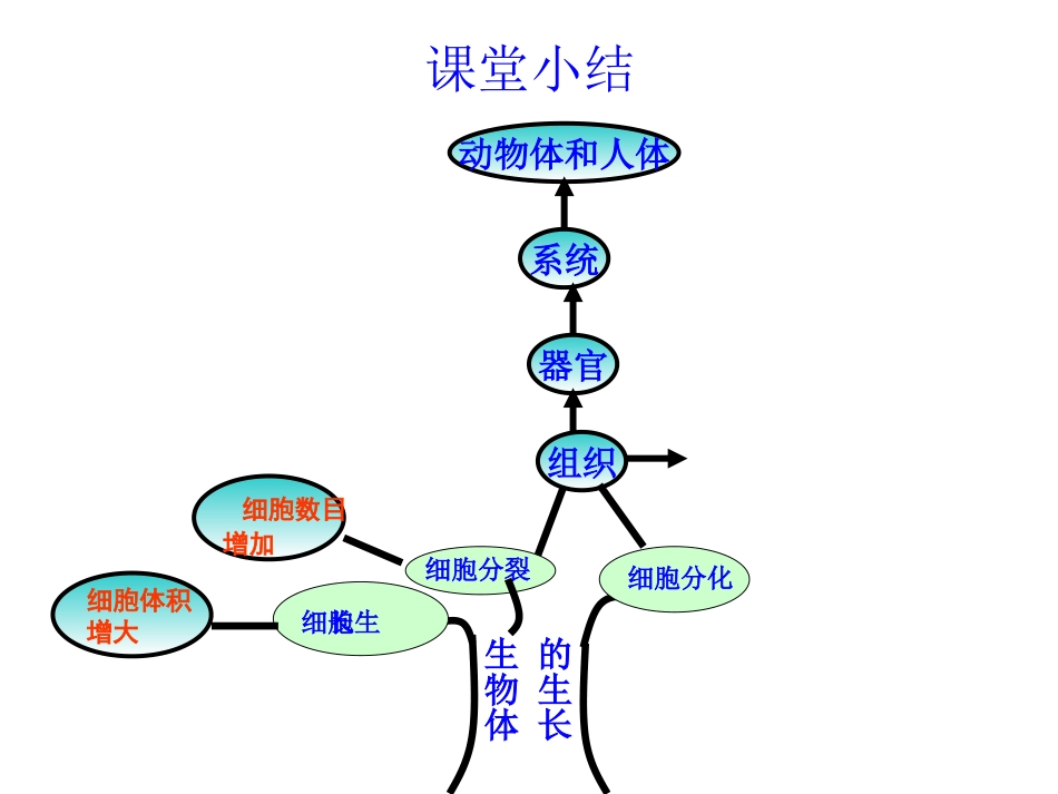 动物体的结构层次_第2页