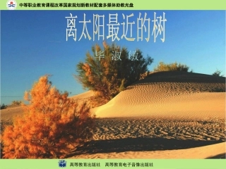 离太阳最近的树演示文稿
