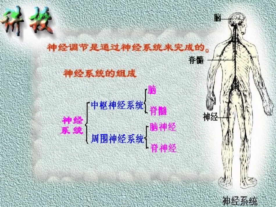 神经调节激素免疫调节实例_第2页
