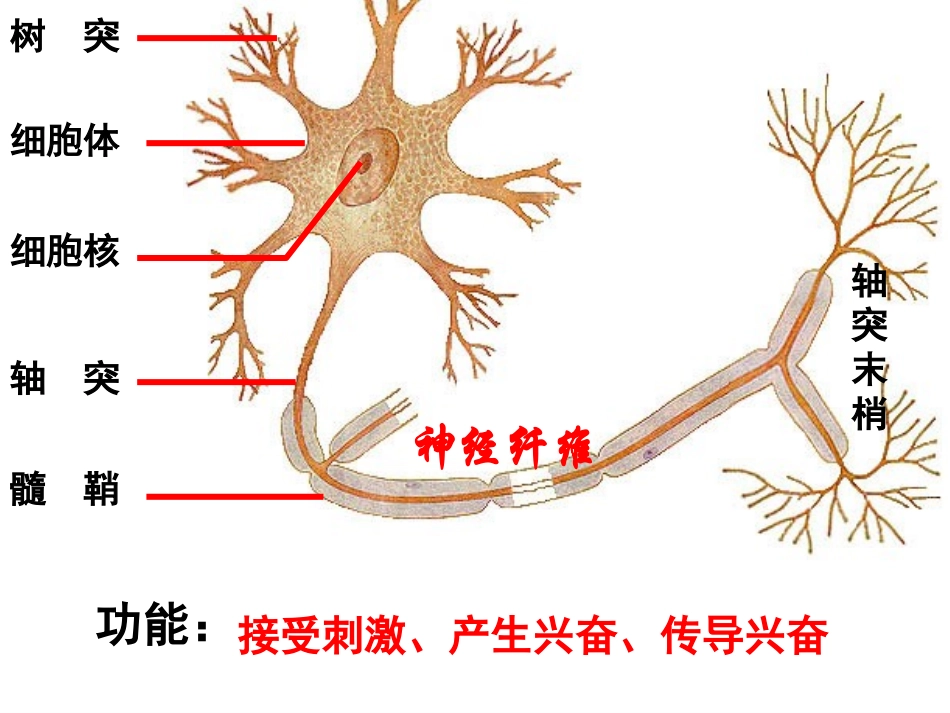 神经调节激素免疫调节实例_第3页
